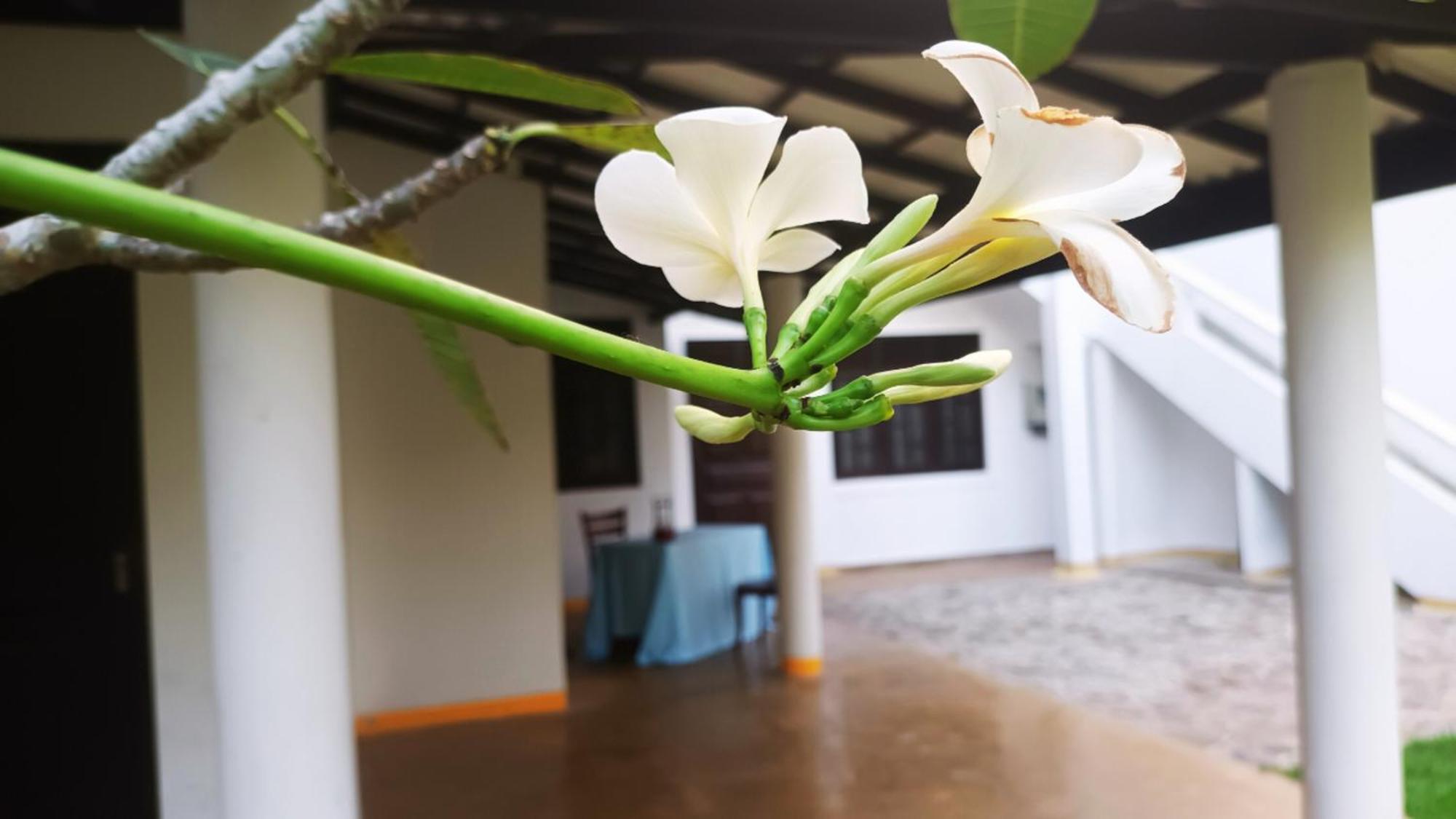 Greenery Lanka Villa Unawatuna Kültér fotó